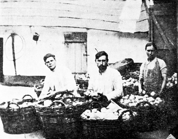 Ambalarea fructelor pentru export